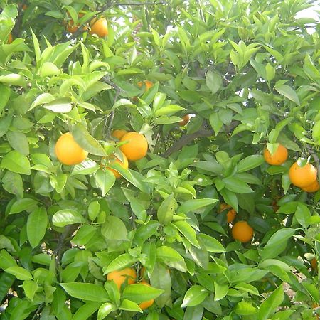 مبيت وإفطار كارفويرو Quinta Dos Oliveiras المظهر الخارجي الصورة